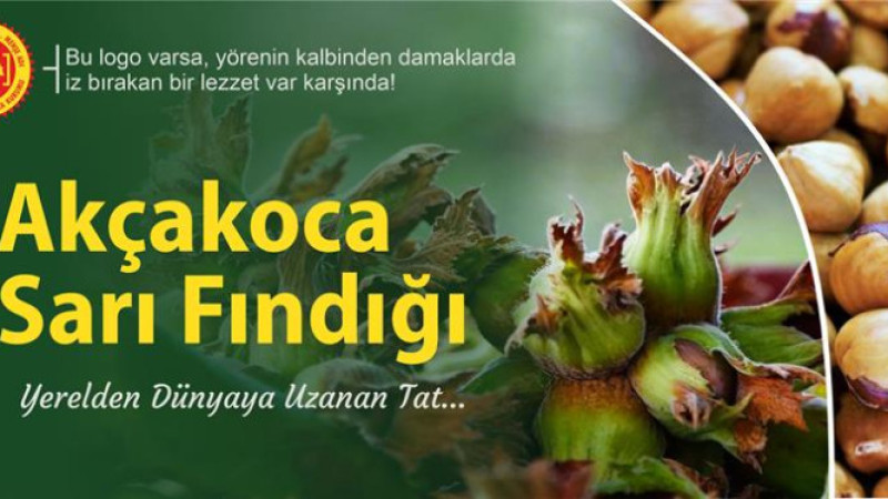 YERELDEN DÜNYAYA UZANAN TAT: AKÇAKOCA SARI FINDIĞI