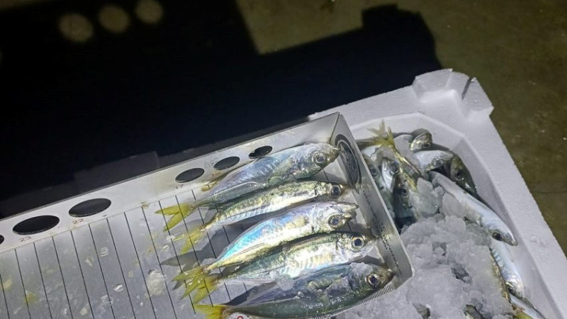 BİN 845 KİLO İSTAVRİTE EL KONULDU  