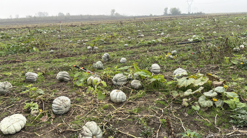 COĞRAFİ İŞARETLİ KESTANE KABAĞI HASADI BAŞLADI 