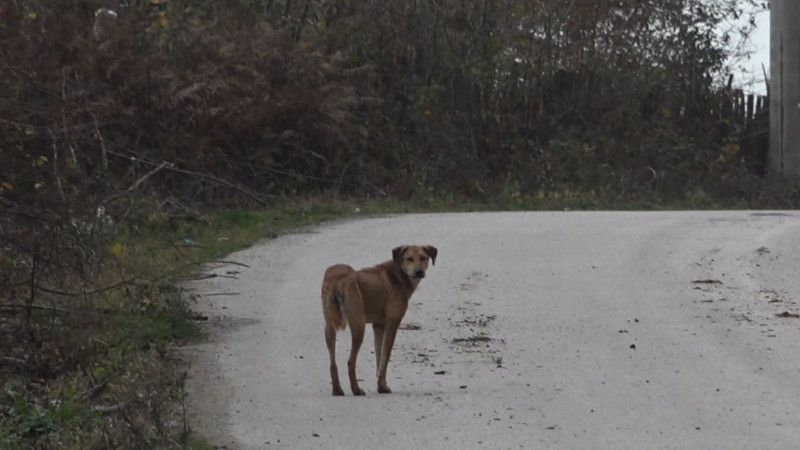 “BARINAKTAN SONRA KÖYDE BAŞIBOŞ KÖPEK SAYISI ARTTI”