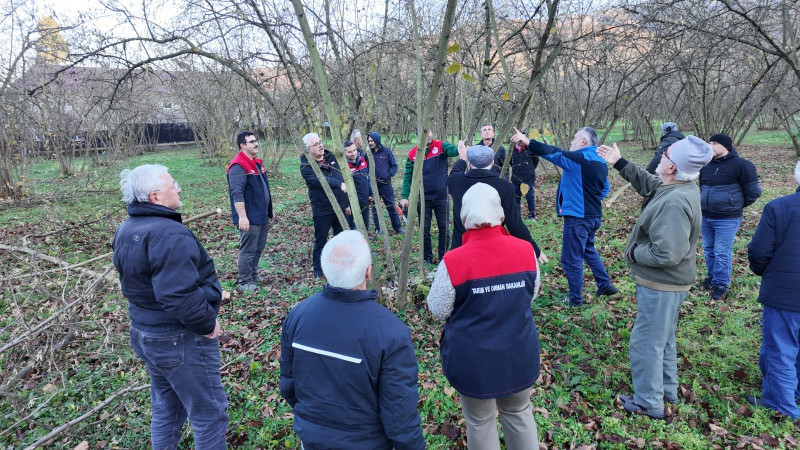 FINDIKTA VERİM VE KALİTE ARTIRILIYOR