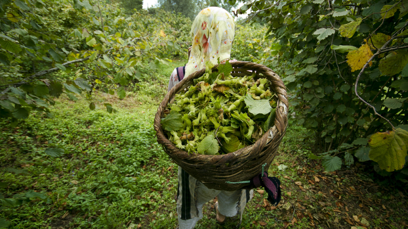 FINDIK ÜRETİCİLERİNE ÇKS UYARISI