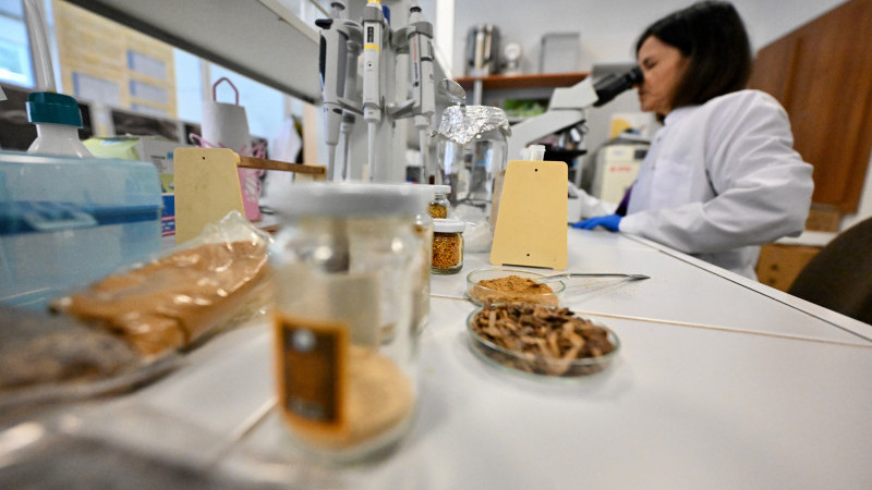 ÇOCUKLARDA PROPOLİS TÜKETİMİNİN BÜYÜME VE GELİŞİME ETKİLERİ ARAŞTIRILDI