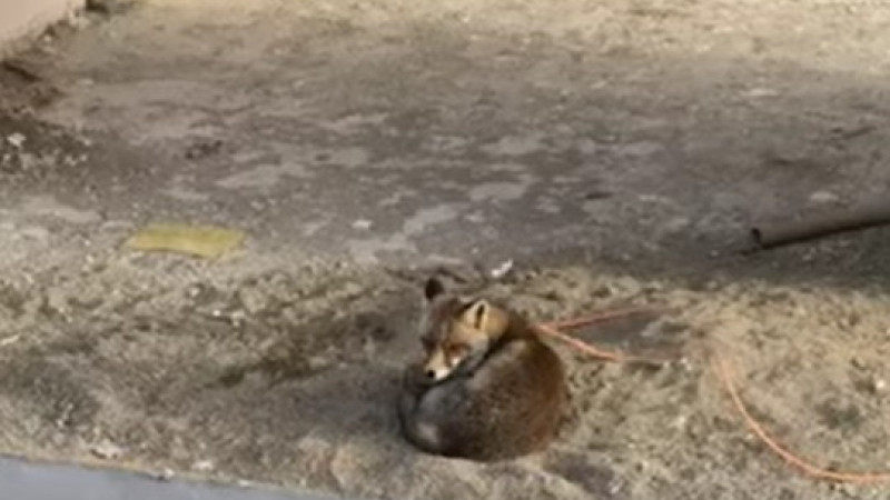 MAHALLENİN MASKOTU OLDU