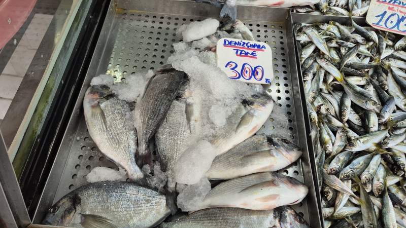 HAMSİ TAHTINI İSTAVRİTE BIRAKTI