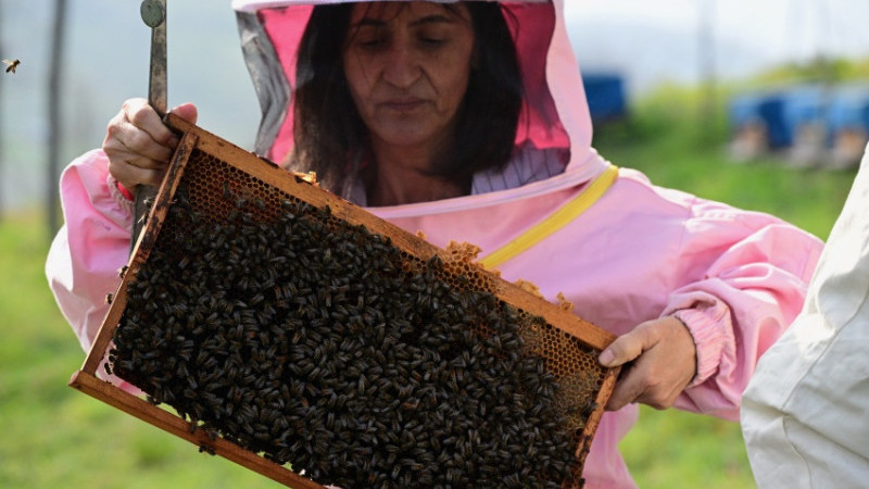 ARILAR EN ÇOK ELEKTROMANYETİK ALANLARDAN ETKİLENDİĞİ BELİRLENDİ