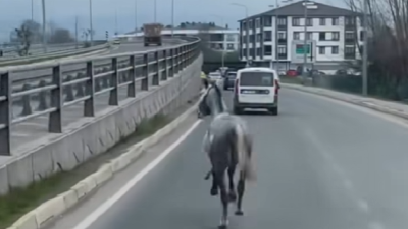 BAŞIBOŞ AT TRAFİĞİ TEHLİKEYE ATTI