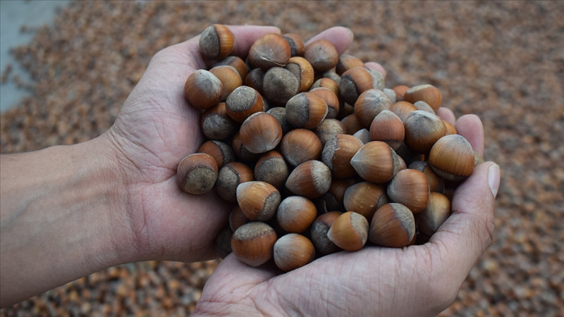 TÜRK FINDIĞI ŞİLİ’DE ANLATILACAK