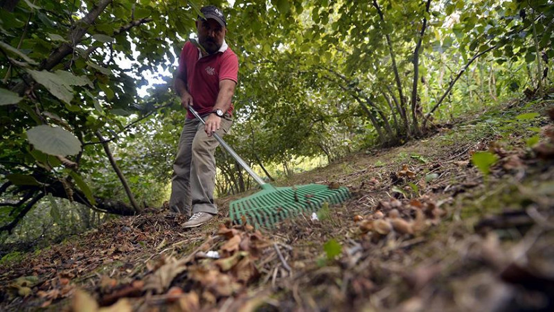 FINDIKTA YENİ SEZON HAZIRLIKLARI BAŞLADI