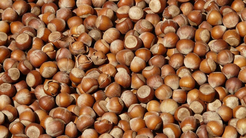 DÜZCE’DE 38 BİN TON FINDIK SATILDI