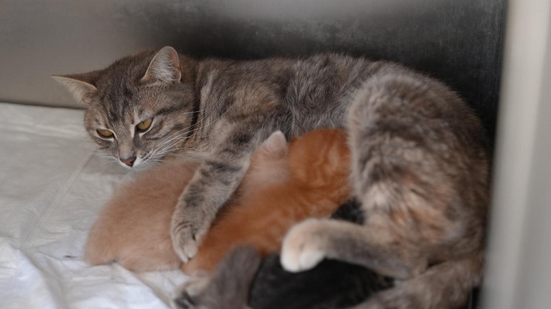 DEREYE DÜŞEN YAVRU KEDİLER EMİN ELLERDE