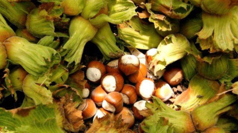 BAŞVURULAR YARIN BAŞLAYACAK