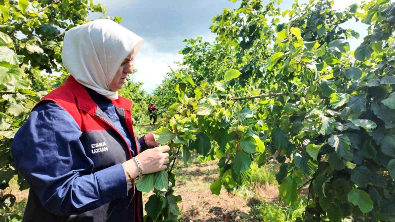 UZUN: “DÜZCE FINDIĞININ PAZAR DEĞERİ KORUNACAK”