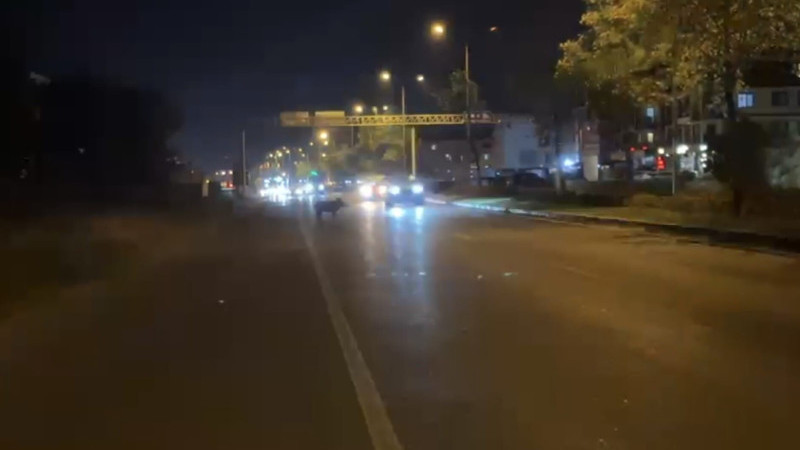DÜZCE’DE YABAN DOMUZU VAKASI