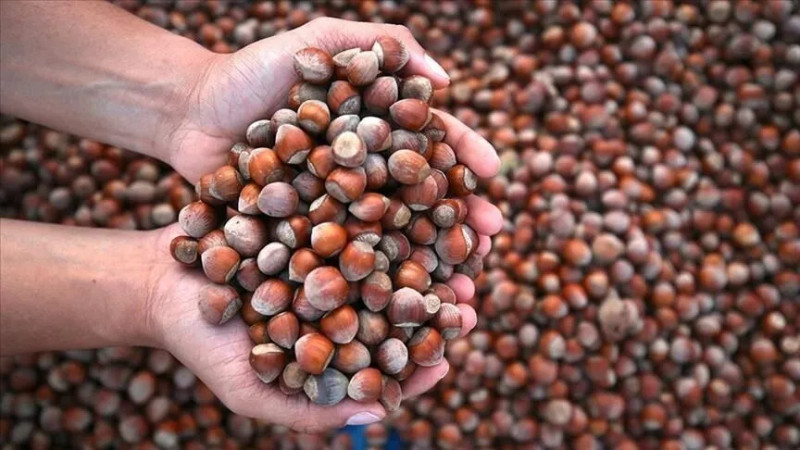 7 BİN 199 TON İÇ FINDIK İHRAÇ EDİLDİ