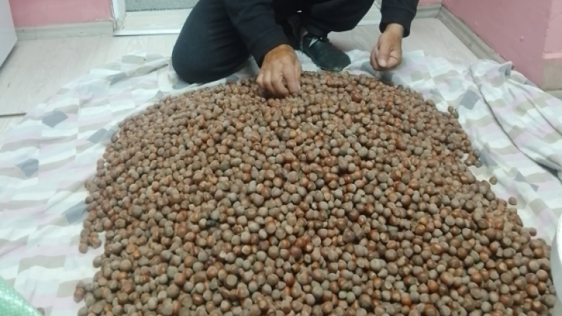 EKİM AYI ORTALANDI, FINDIK MESAİSİ BİTMEDİ!