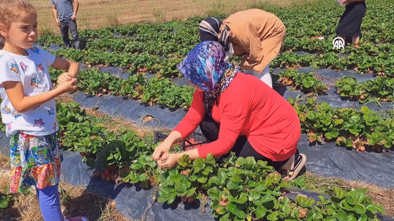 DÜZCELİ TÜKETİCİLERİN HASAT DENEYİMİ  