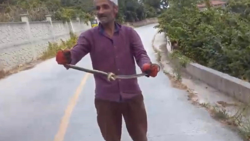 ELLERİYLE YILANLARI YAKALADI