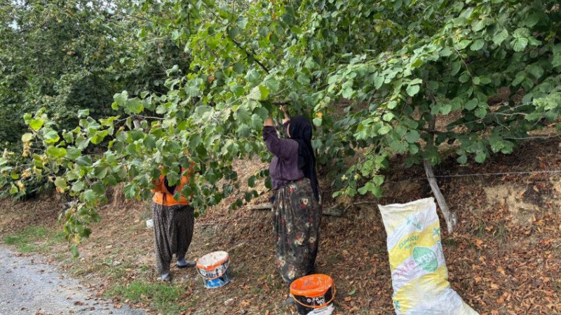 FINDIK ÜRETİCİLERİ HASAT YAPMAYA BAŞLADI 