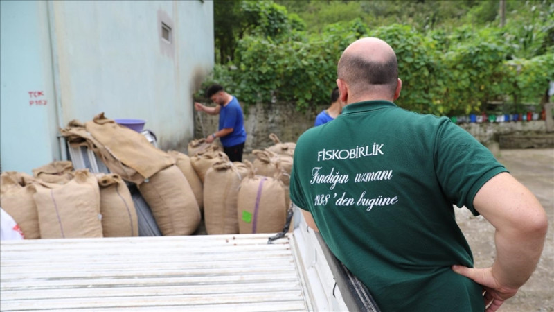 FİSKOBİRLİK FINDIK ALIMINA 11 AĞUSTOS'TA BAŞLAYACAK