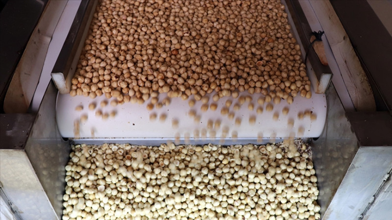 FINDIK İHRACAT REKORU KIRMAYA DEVAM EDİYOR