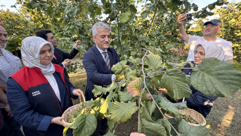 DÜZCE'DE ‘FINDIK HASAT ŞENLİĞİ ‘DÜZENLENDİ