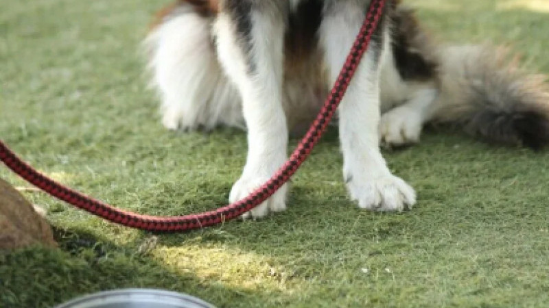 KÖPEĞİ EVİNDEN KAÇTI, 86 BİN 358 TL’LİK CEZAYLA KARŞILAŞTI